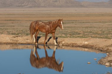Baharda Utah çölündeki bir su birikintisine yansıyan vahşi bir at.