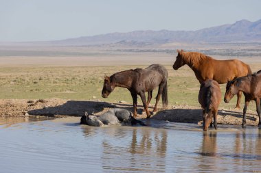 Baharda Utah çölündeki bir su birikintisine yansıyan vahşi at sürüsü.