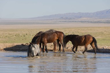 Baharda Utah çölündeki bir su birikintisine yansıyan vahşi at sürüsü.