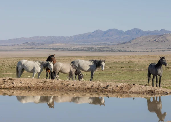 Herd Wild Horses Reflected Utah Desert Waterhole Spring — Stock Photo, Image