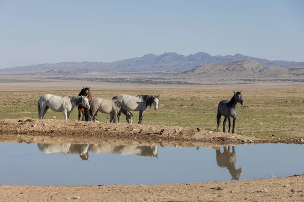 Herd Wild Horses Reflected Utah Desert Waterhole Spring — Stock Photo, Image