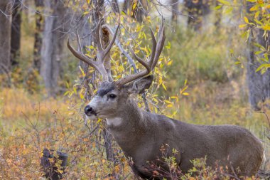 Sonbaharda Wyoming 'de geyik katırı.