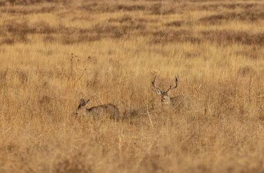 Bir geyik geyiği ve dişi geyik sonbaharda Colorado 'da çiftleşiyor.