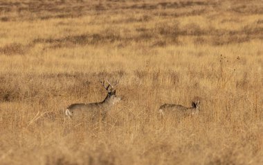 Bir geyik geyiği ve dişi geyik sonbaharda Colorado 'da çiftleşiyor.