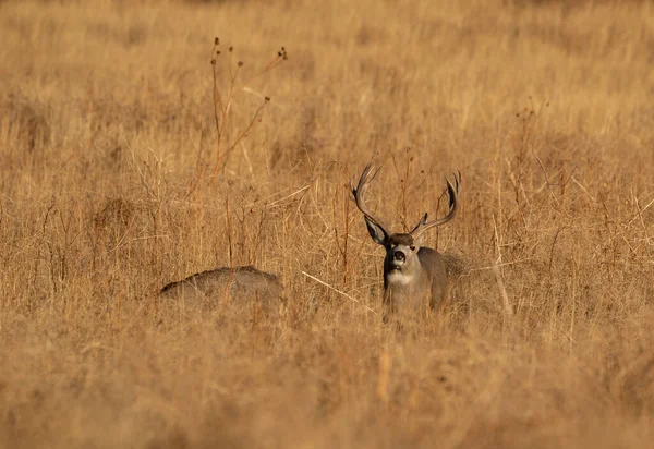 Een Ezel Hert Buck Doe Rutting Colorado Herfst — Stockfoto