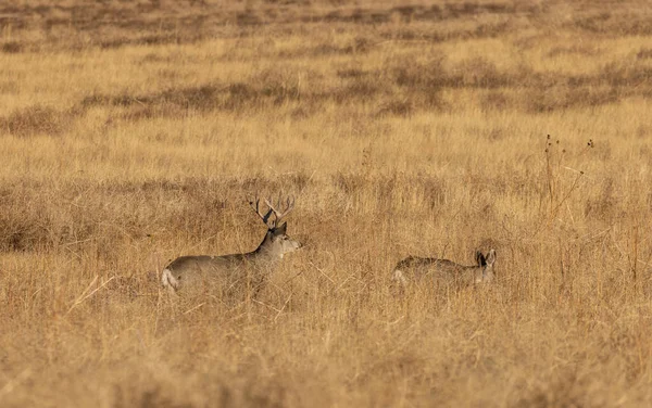 Muł Jeleń Buck Doe Rutting Kolorado Jesienią — Zdjęcie stockowe