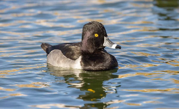 Een Ringnek Eend Zwemmen Een Meer — Stockfoto