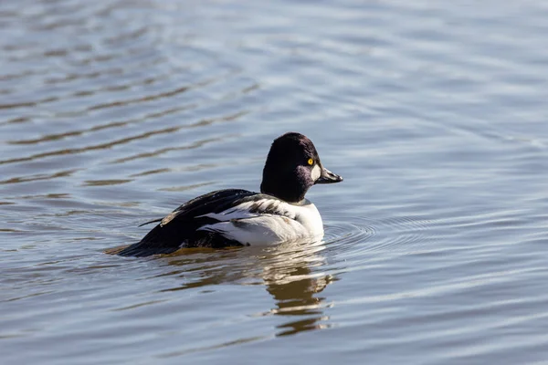 Een Ringnek Eend Zwemmen Een Meer — Stockfoto