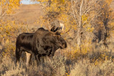Grand Teton Ulusal Parkı 'nda sonbaharda bir Shiras geyiği.