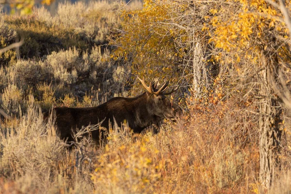 Ein Bulle Shiras Elch Grand Teton Nationalpark Herbst — Stockfoto