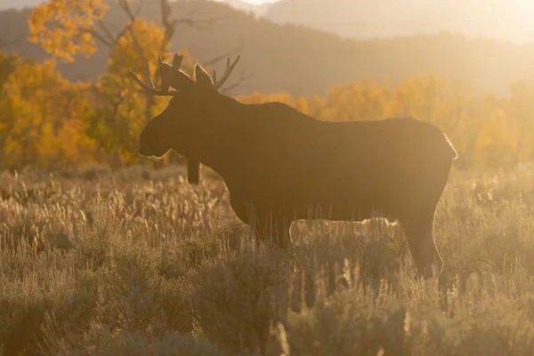 Bull Shiras Moose Grand Teton National Park Wyoming Autumn — Stock Photo, Image