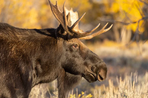 Ένα Ταύρο Shiras Άλκη Στο Grand Teton National Park Wyoming — Φωτογραφία Αρχείου