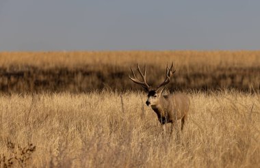 Colroado 'da sonbaharda tekdüze bir geyik geyiği.