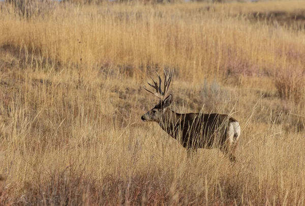 Mule Deer Buck Rut Autumn Colroado — Stock Photo, Image