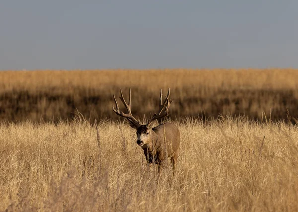 Een Ezel Hert Bok Bronst Herfst Colroado — Stockfoto