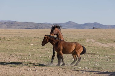 Uta çölünde savaşan bir çift vahşi at.