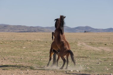 Uta çölünde savaşan bir çift vahşi at.
