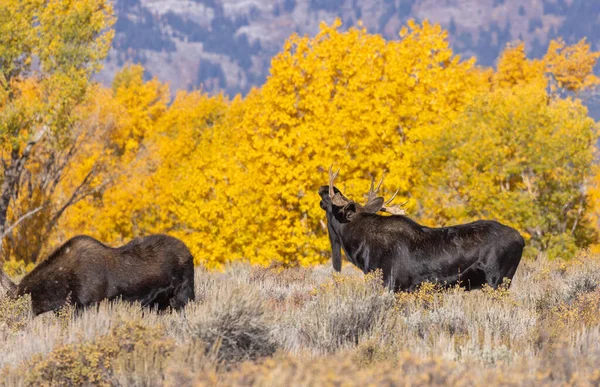 Toro Mucca Shiras Alce Autunno Nel Grand Teton Naitonal Park — Foto Stock