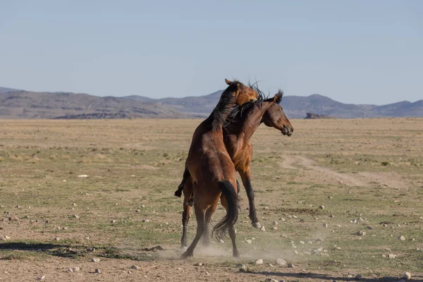 Pair Wild Horse Stallions Fighting Utah Desert — Stock Photo, Image