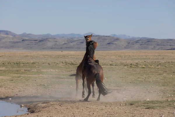 Пара Диких Жеребцов Сражающихся Пустыне Юта — стоковое фото