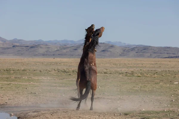 ユタの砂漠で戦う野生の馬の群れのペア — ストック写真