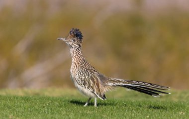roadrunner arizona Çölü'nde