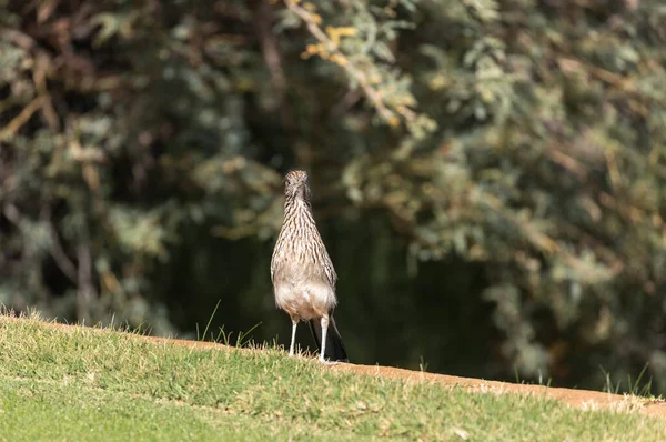 Ein Roadrunner Der Wüste Von Arizona — Stockfoto