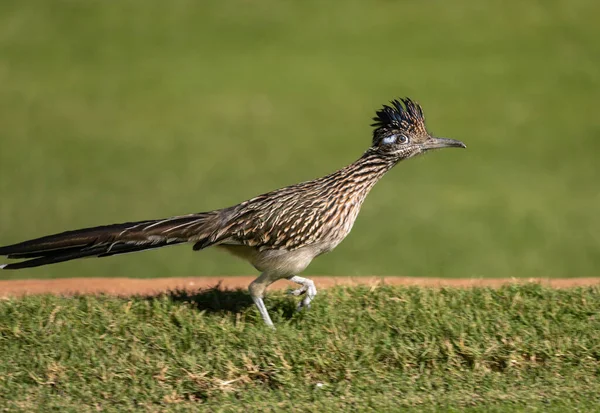 アリゾナ州の砂漠でロード ランナー — ストック写真