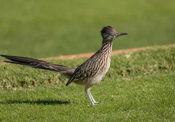 Μια Roadrunner Στην Έρημο Της Αριζόνα — Φωτογραφία Αρχείου