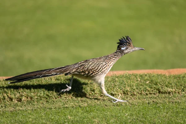 Roadrunner Dans Désert Arizona — Photo