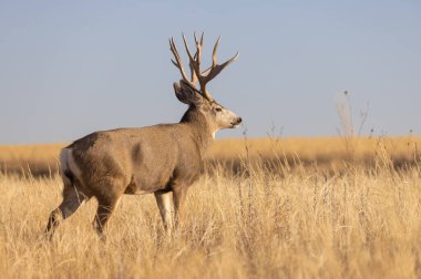 Colorado 'da sonbaharda tekdüze bir geyik.