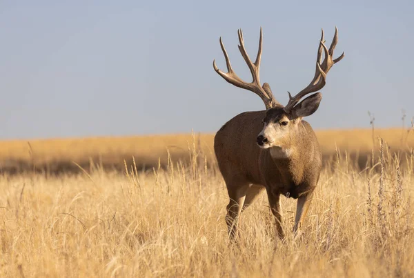 Ciervo Mula Buck Durante Rutina Colorado Otoño —  Fotos de Stock