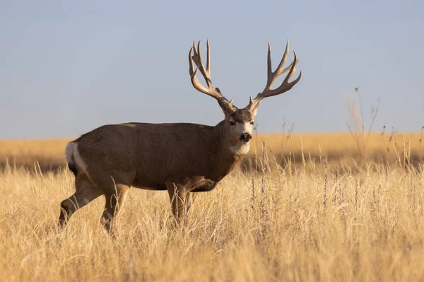 Cervo Mulo Buck Durante Carreggiata Colorado Autunno — Foto Stock