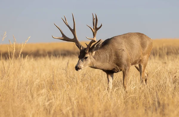 Cervo Mulo Buck Durante Carreggiata Colorado Autunno — Foto Stock