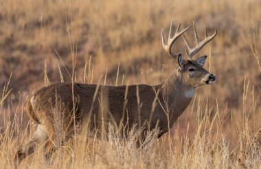 Sonbaharda Colorado 'da tekdüze bir geyik sürüsü