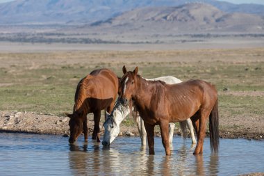 Utah çölünde baharda bir su birikintisinde vahşi atlar