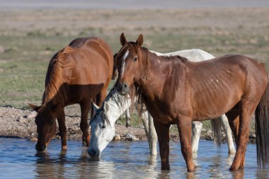 Utah çölünde baharda bir su birikintisinde vahşi atlar