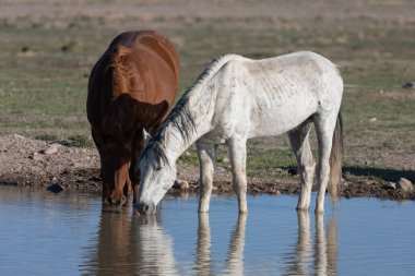 Utah çölünde baharda bir su birikintisinde vahşi atlar