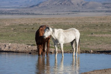 Utah çölünde baharda bir su birikintisinde vahşi atlar