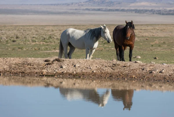 Utah Çölünde Baharda Bir Birikintisinde Vahşi Atlar — Stok fotoğraf