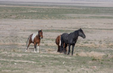 Utah çölünde ilkbaharda vahşi atlar