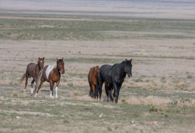 Utah çölünde ilkbaharda vahşi atlar