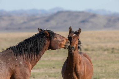 Utah çölünde ilkbaharda vahşi atlar