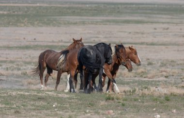 Utah çölünde ilkbaharda vahşi atlar