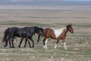 Utah çölünde ilkbaharda vahşi atlar
