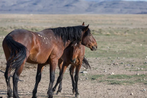 Caballos Salvajes Primavera Desierto Utah —  Fotos de Stock