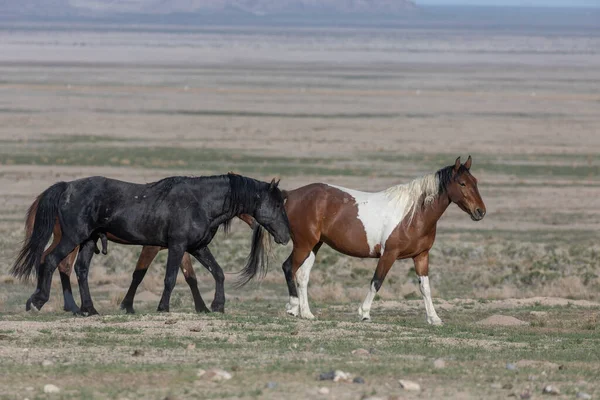 Utah çölünde ilkbaharda vahşi atlar
