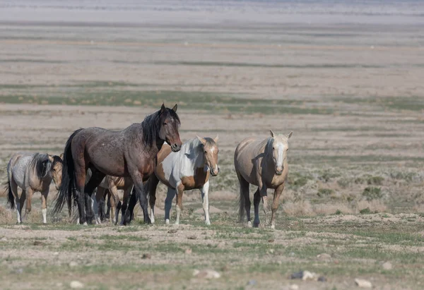 Caballos Salvajes Primavera Desierto Utah —  Fotos de Stock