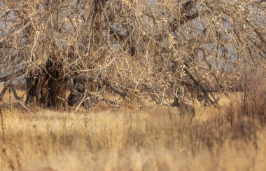 Colorado 'da sonbaharda tekdüze bir geyik avı