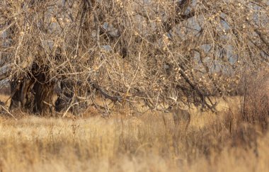 Colorado 'da sonbaharda tekdüze bir geyik avı